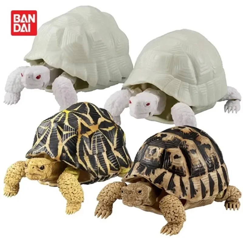 BANDAI-Original Japão Gashapon Action Figure, Tartaruga Bonito, Série Deformação, Simulação Animal, Estrela Indiana, Brinquedos Tartaruga