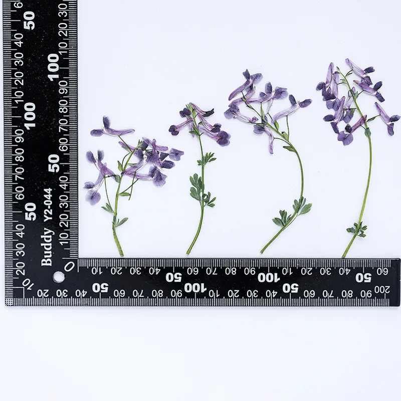 60Pcs Forget-Me-Not Flower Series with Branches DIY Handmade Real Flower Material Kit Plant Specimen Dried Flower Pressed Flower Bookmark Face Decoration Pressed Flower Envelope