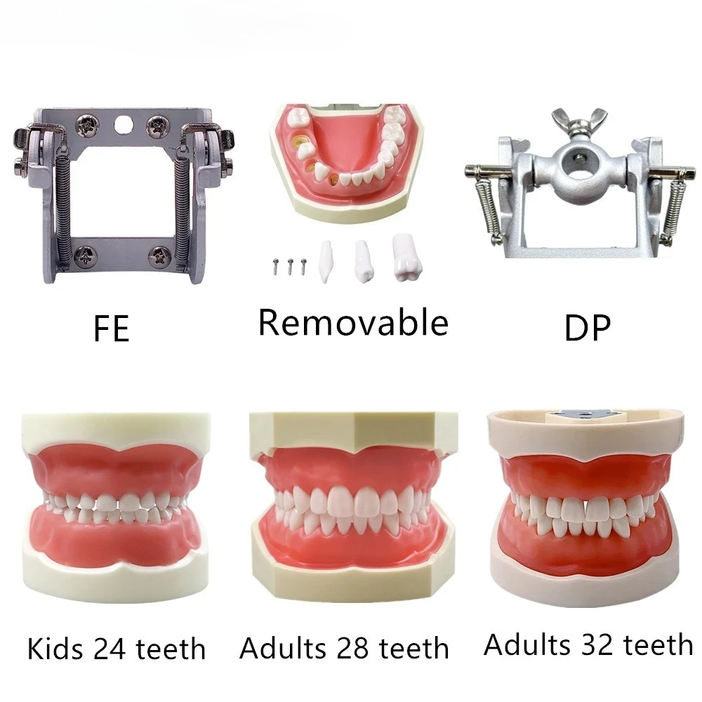 24/28/32 Removable Teeth Dental Typodont FE DP Jaws Kids & Adult Dual Use Dentistry Training Teaching Model Training Tool