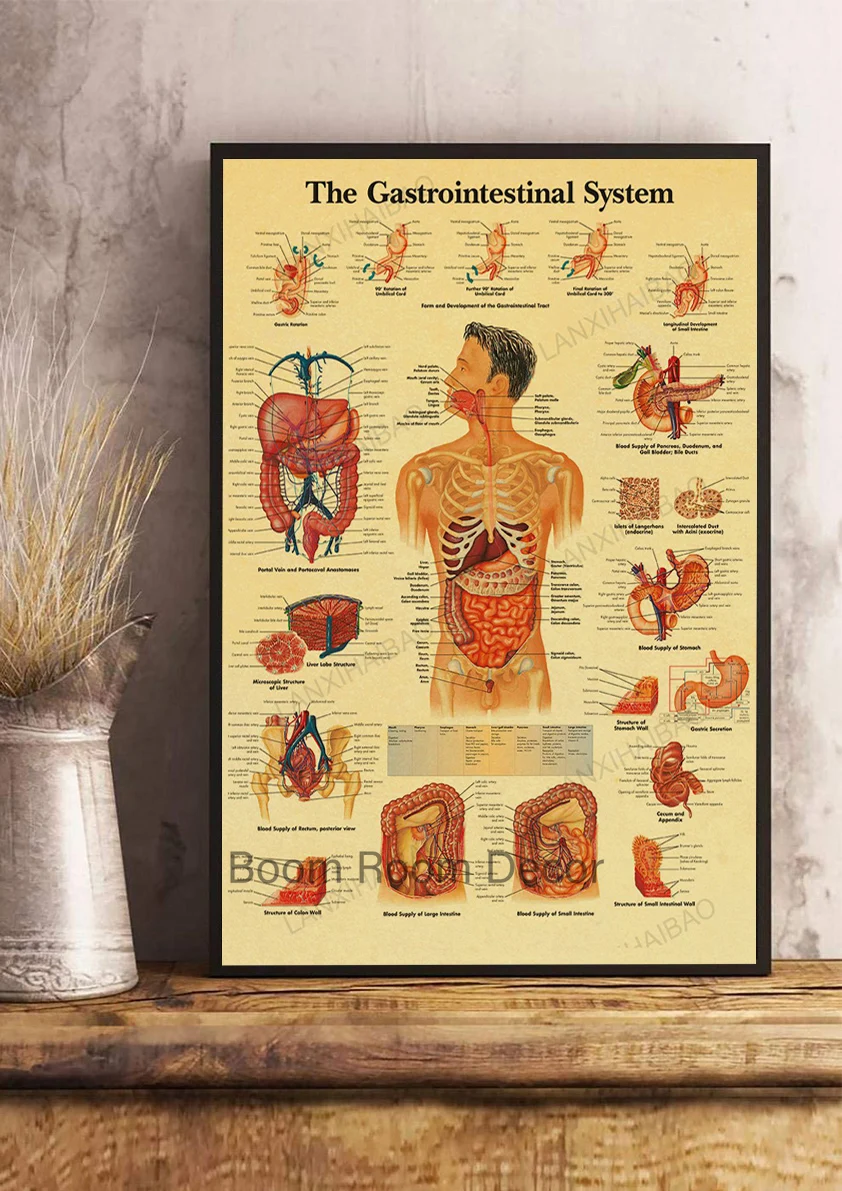 Anatomy and Physiology  Poster Kraft Paper Prints Home Decoration Wall Kraft Room Vintage Nostalgia Posters Art Wall Painting