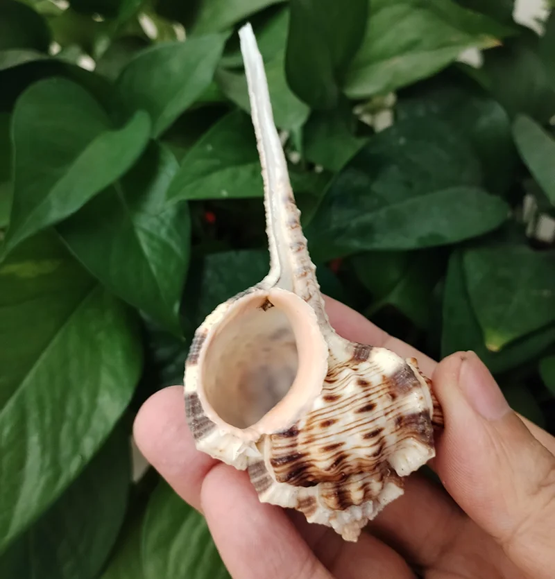 Snip's Bill Murex Shell Haustellum Old Pipe Seashell Natural Conch Home Decoration Conch Mediterranean Ornaments Specimens