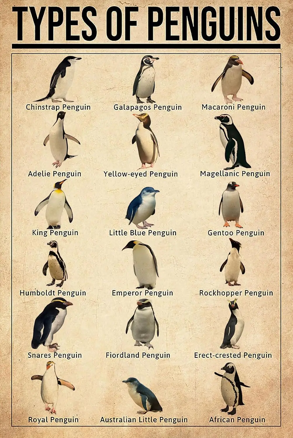 South Pole Knowledge Poster Types of Penguin Vintage Wall Decor Metal Tin Sign Cute Science Education Gift for Kids Living  sign