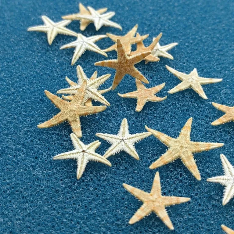 1-2CM Natural Starfish Seashell Beach Craft Natural Sea Stars DIY Beach Wedding Decoration Crafts Home Decoration