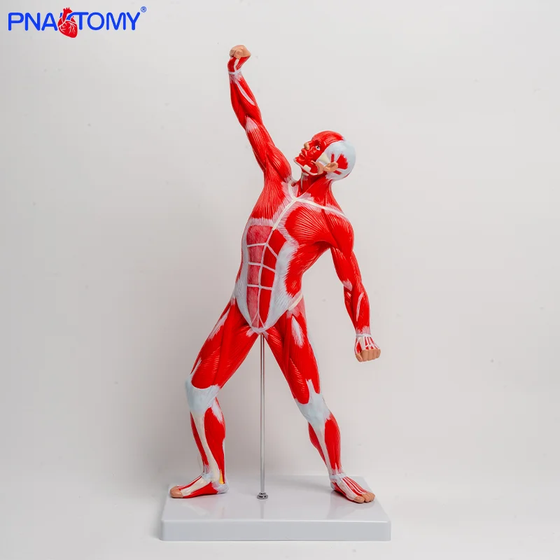 

A 50cm Anatomical Colored Full-body Muscle Model for Muscular Individuals