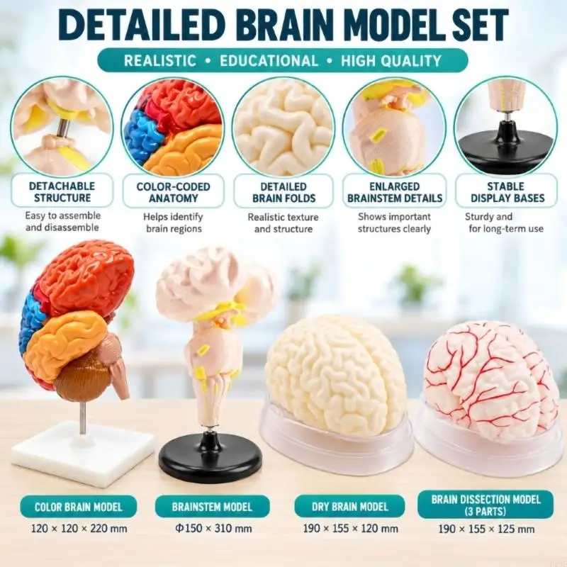 Anatomical Model for Visual Instruction, Plastic Teaching Aid for Classroom Demonstrations and Independent Review F19E