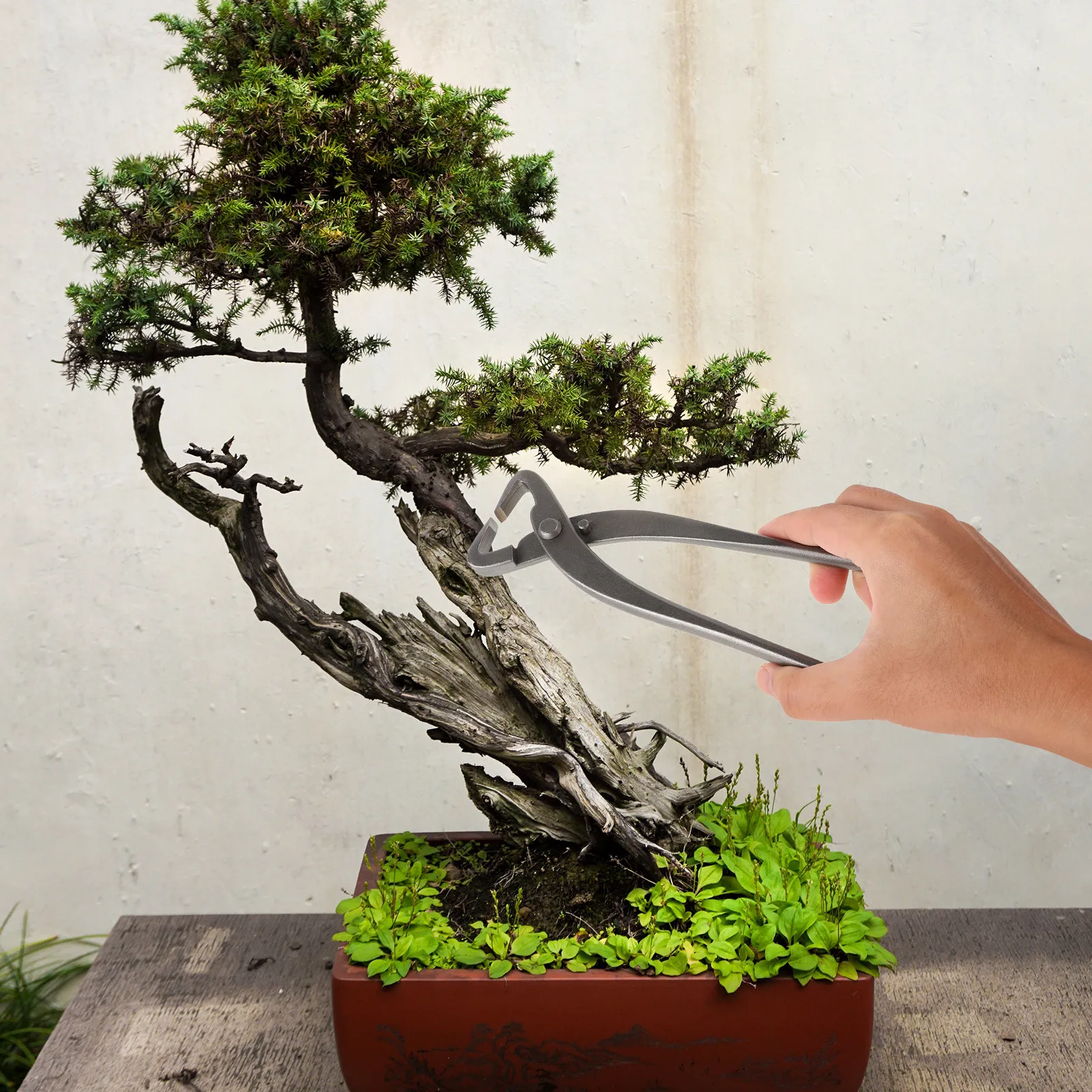 

Садовые ножницы для бонсай: легкие, эргономичные, для обрезки и формирования веток