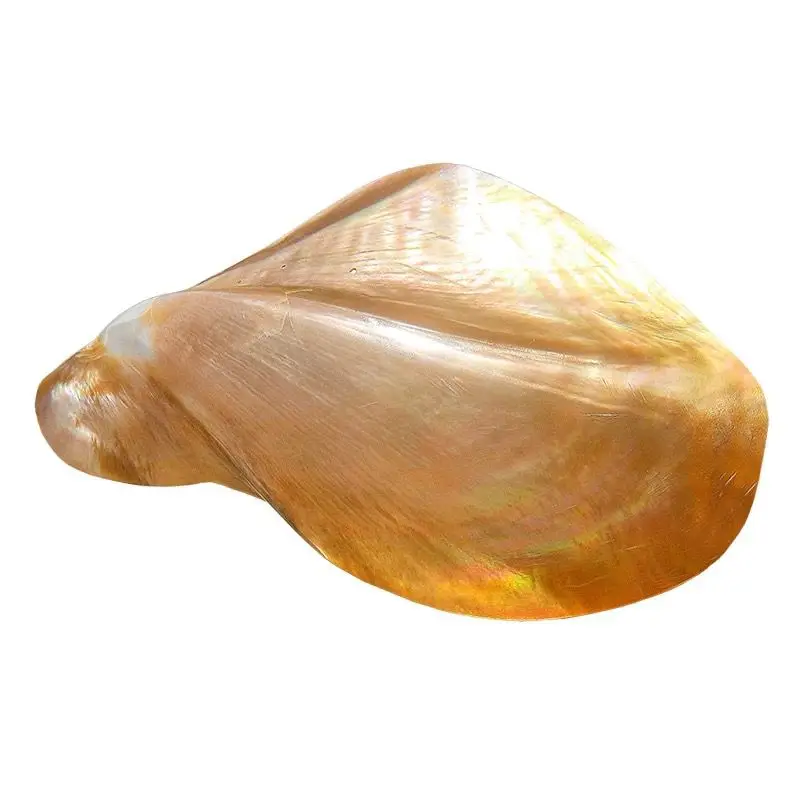 Yellow Butterfly Shell Natural Conch Shell Fish Tank Aquarium Creative Home Handicraft Ornament Rare Shell Collection Style