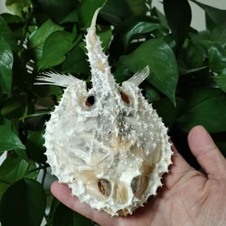 Real Starry Handfish Skull Specimen Genuine Deep Sea Fish Bone Animal Skeleton Specimen Model Taxidermy Science Education 15 CM