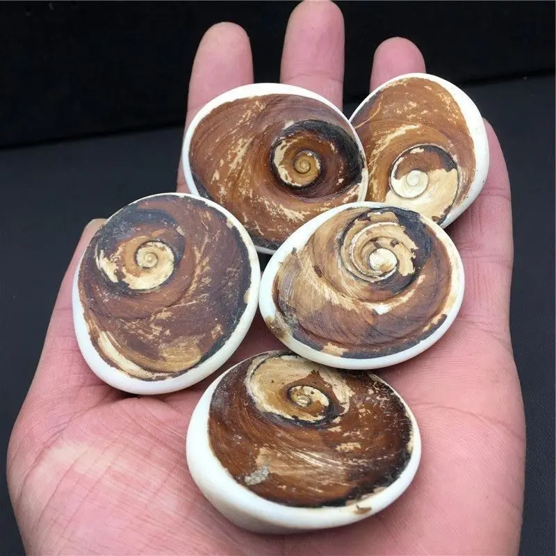 1000g Natural Sun Shell Specimen Crystal Love Heart Reiki Shiva Eye