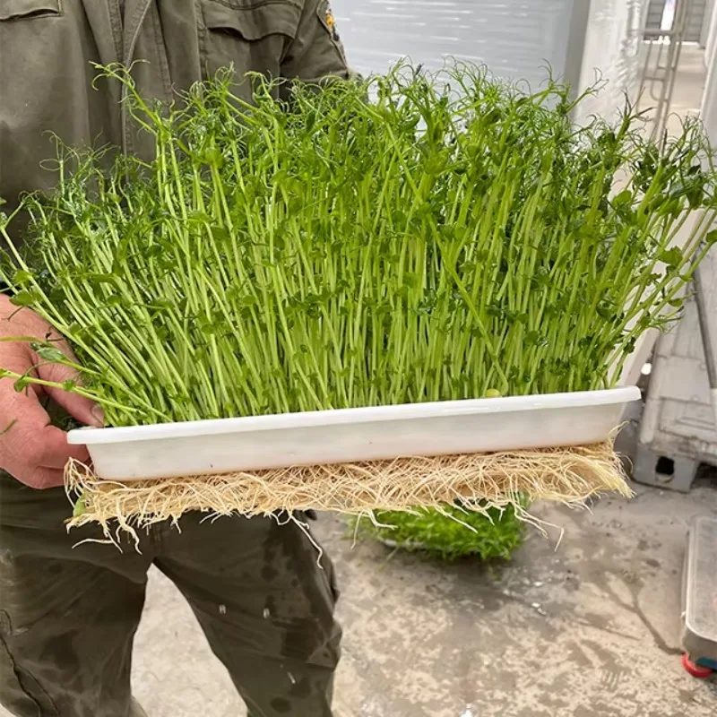 Contenitore per sistemi di ricerca idroponica per sistemi di coltivazione idroponica agricola