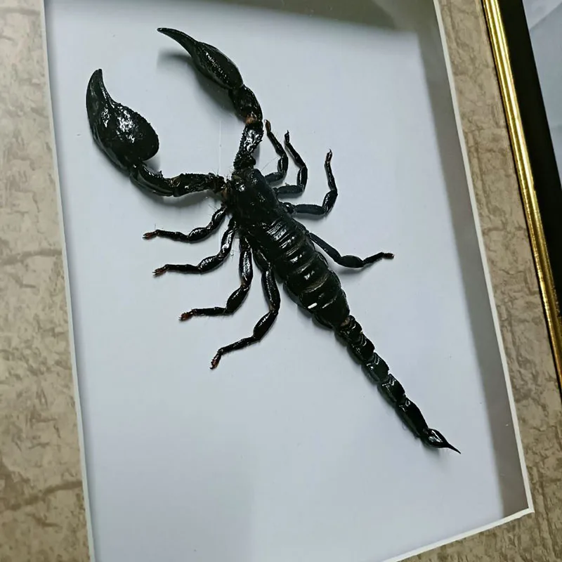 Boutique Black Scorpion Specimen Insect Collection Home Ornament Decorative Accessories Modern Hook Fixing Antique Home Decor ~~