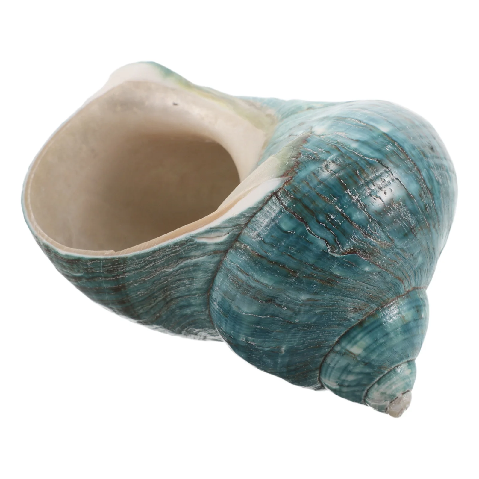 

Natural Large Conch Shell Ornament Mediterranean Seashell Ocean-Themed Fish Tank Decoration Coastal Nautical Home Decor