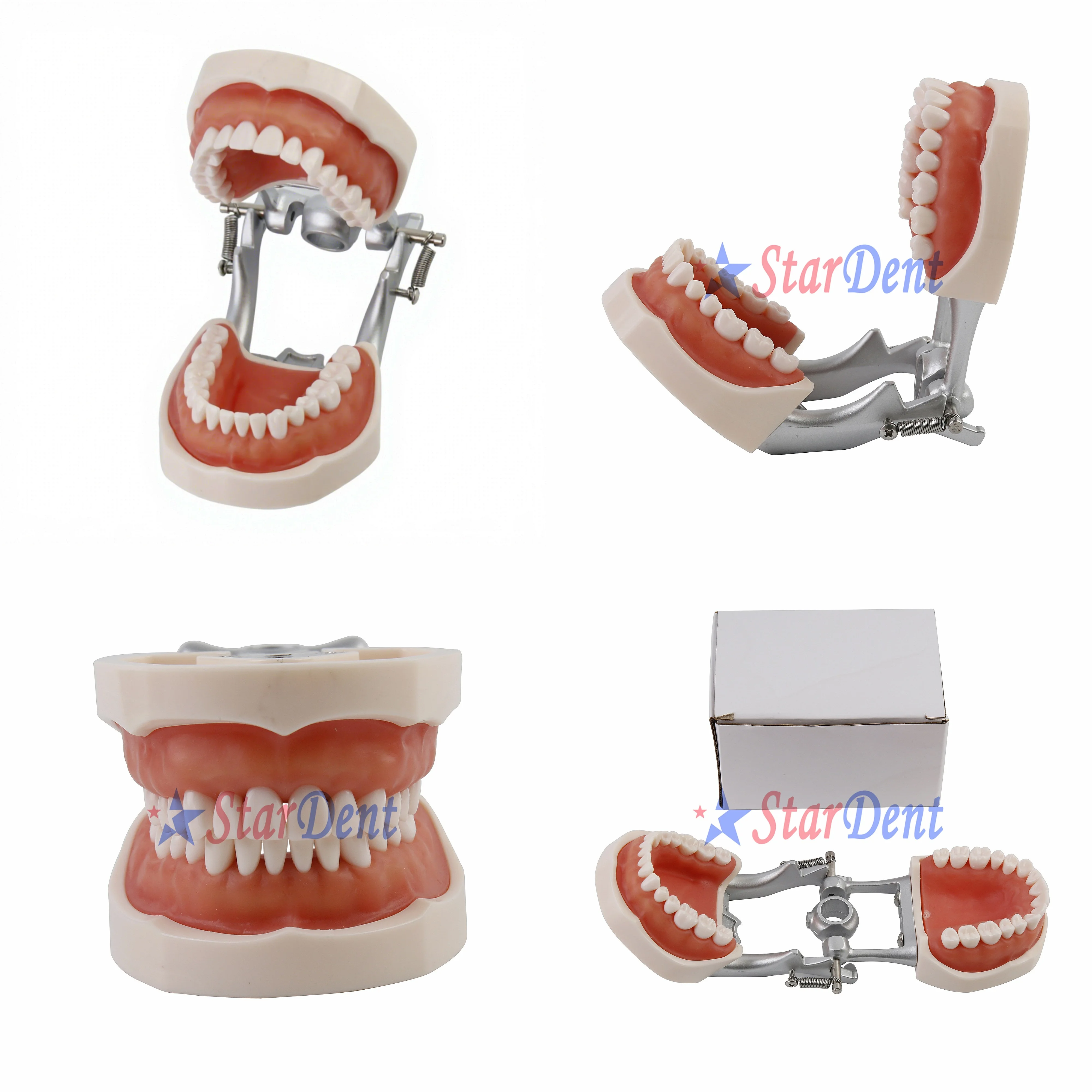 Popular mobile periodontal disease model/Dentals 28 pcs Dentals medical education model