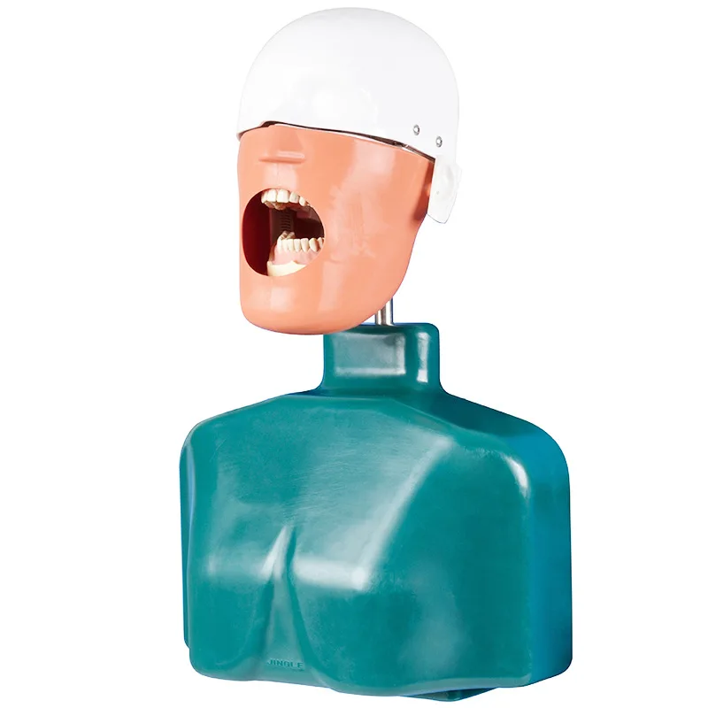 

YTYIN Teaching Equipment Simulator Manikin Phantom Bench Mount Fix On Desk Training Manikin Tooth Model