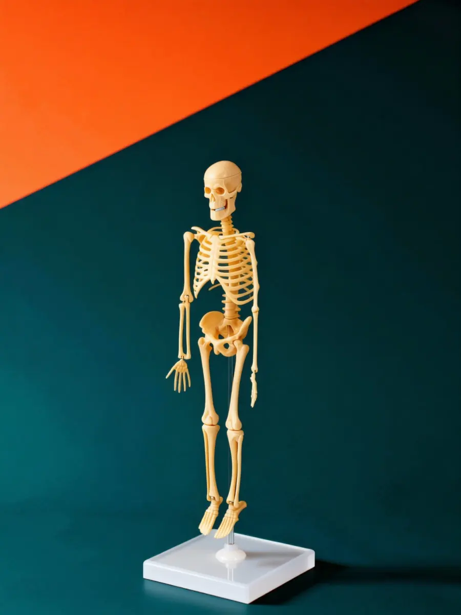 Plastic Simulation Mannequin Toys DIY Kids Mini Human Body Model Skeletal Part Figures