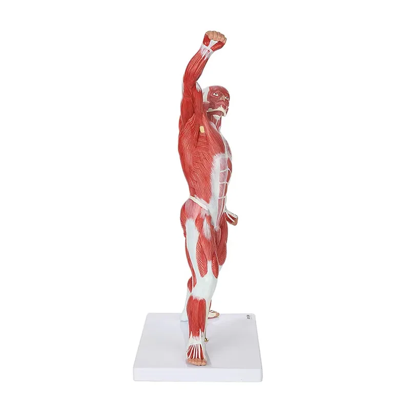 Scientific Miniature Muscular System Model, 20” Human Muscles Anatomy Model Displaying Superficial Muscle Anatomy and Structure