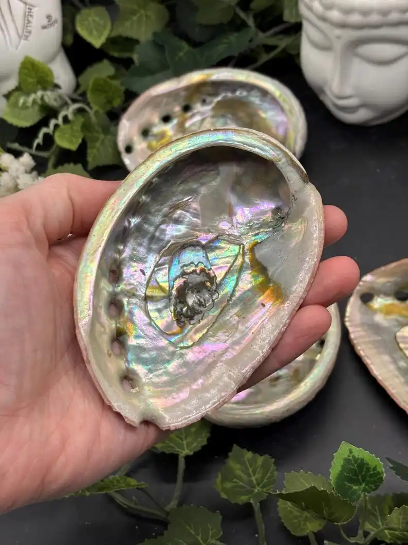 Abalone Shell - Red Abalone Shell - Cleaned Abalone Shell，Unique Specimen for Collectibles and Educational Use