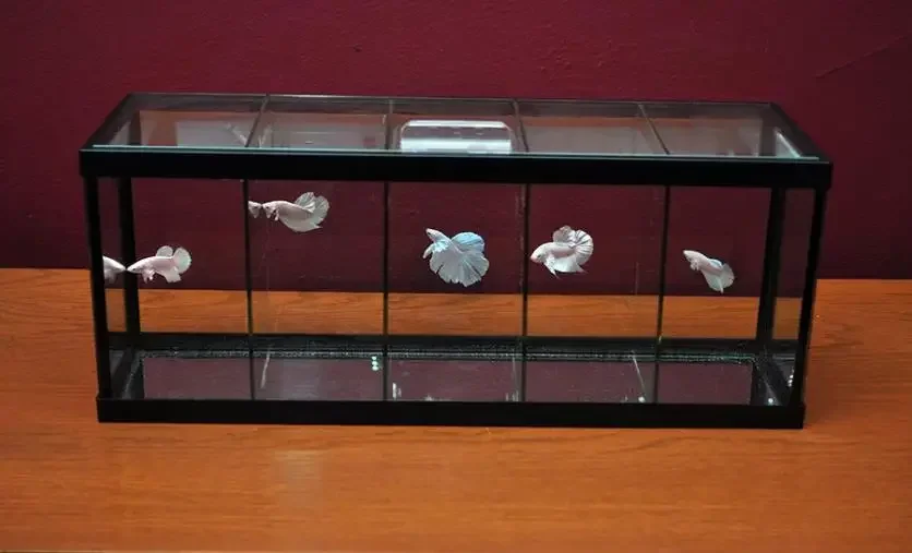 Custom Made Mini Glass Betta Fish Aquarium Fish Tank With Decorations And Ornaments