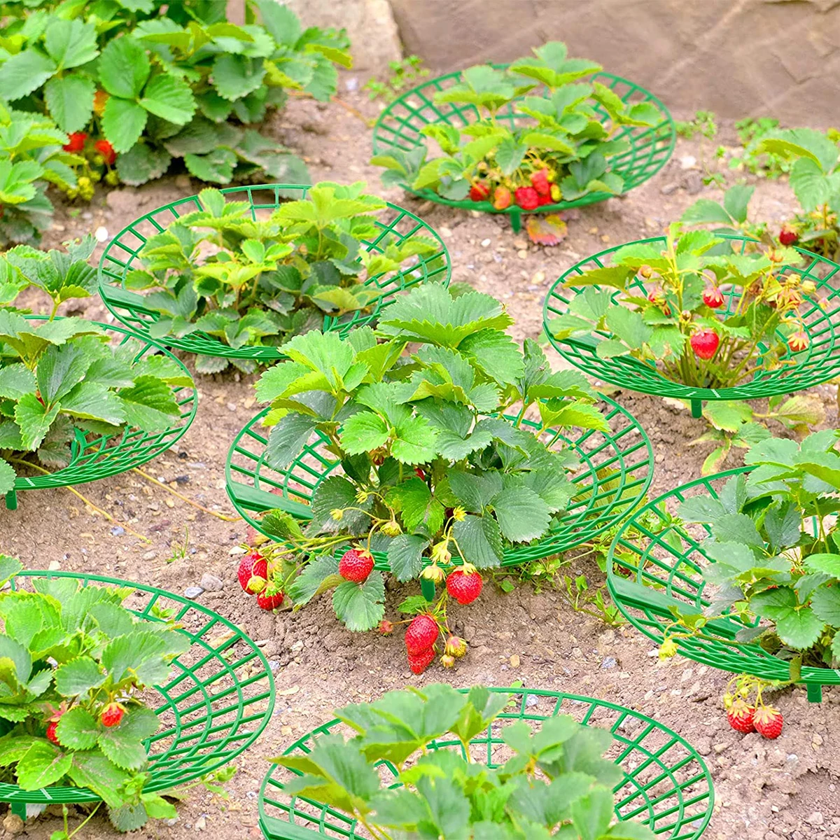 Soportes para plantas de fresa con 3 patas resistentes, bastidores para cultivo de fresas, marco Protector, jaula para moho, putrefacción y