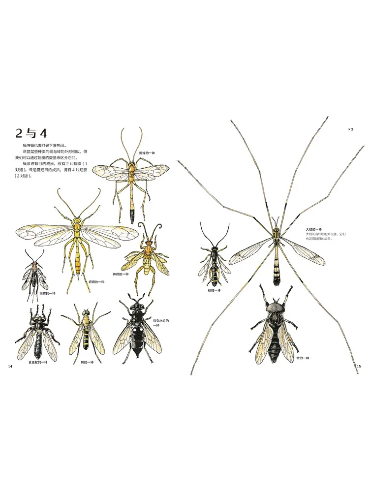 Book-Winshare Shengkouman's Hand Drawn Natural Illustrated The Wonderful Insects Of the Night