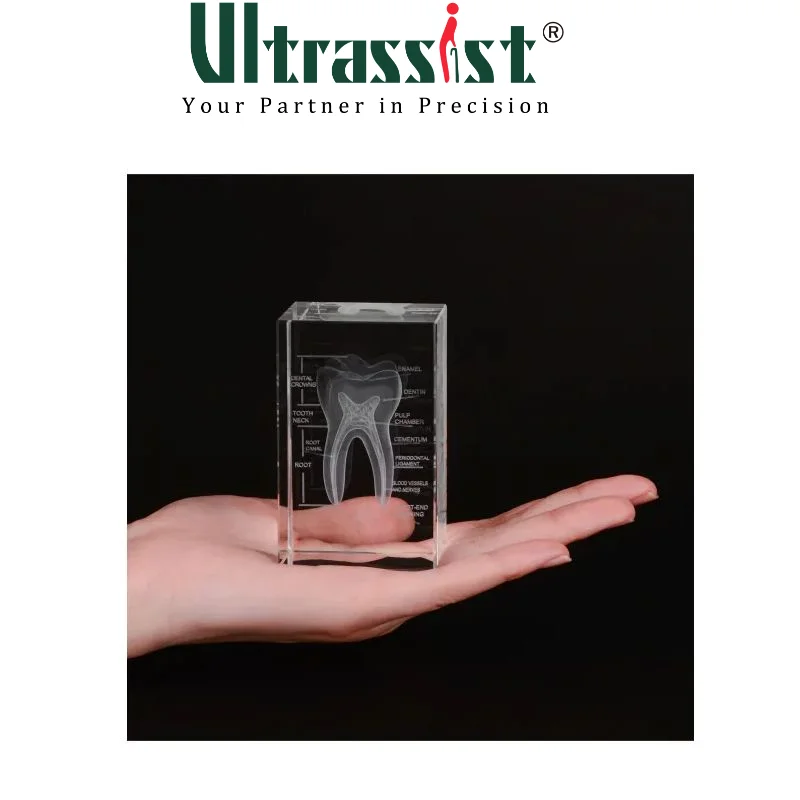 Ultrassist 3D Human Tooth Crystal Model, Laser Etched Anatomical Model for Home and Office Decoration, Dentists Gifts