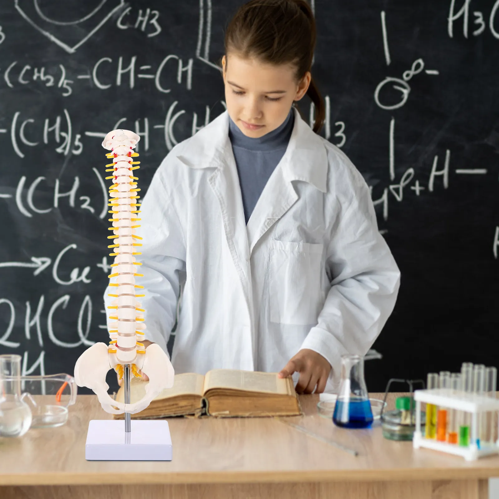 

1Pcs Spine Anatomy PVC Human Spine Tailbone Pelvis Teaching Display Practice Training Vertebral Column