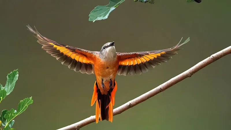 

Flywoo EL24E/EL24P 2.4G ELRS Receiver (0.4g, TCXO) for FPV Drone DIY