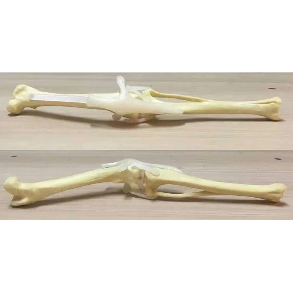 Movable Dog hindlimb dog femur dog fibula dog tibia band skeleton model with ligament simulation orthopedic surgery bone