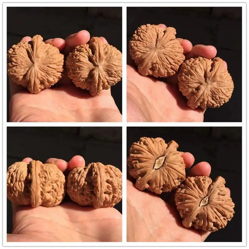 with a dull tip, Lion Head , Outdoor Handheld Item, Men's Walnut Collectible, Premium White Walnu