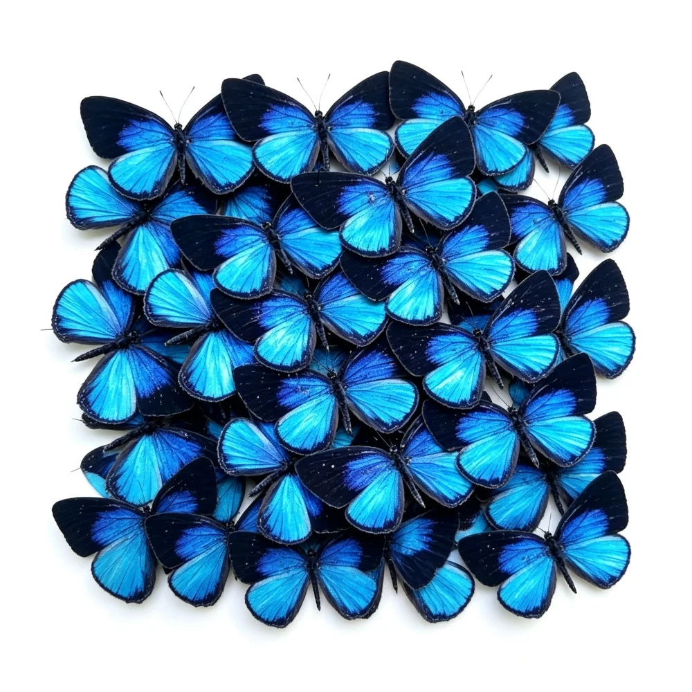 6-100 pièces de spécimens de papillons naturels (Jamides bochus) – Matériel artistique pour la décoration intérieure et le bricolage