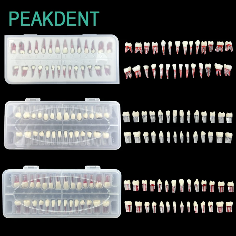 

Стоматологический корневой канал полости рта, смола, зубные частицы, открытые частицы жетона, модель корневого канала для демонстрационного образования пациента