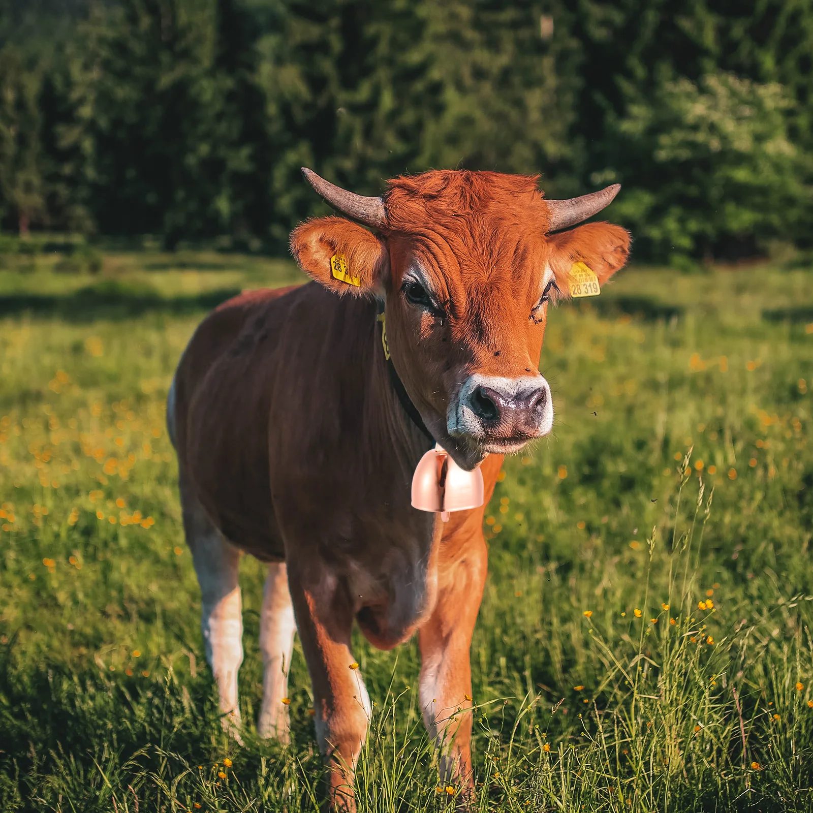 أجراس مضادة للسرقة بصوت عالٍ للبقرة والحصان والأغنام مادة حديد عالية الجودة أنيقة وساحرة وجميلة ومذهلة وأجراس الماشية الحديدية