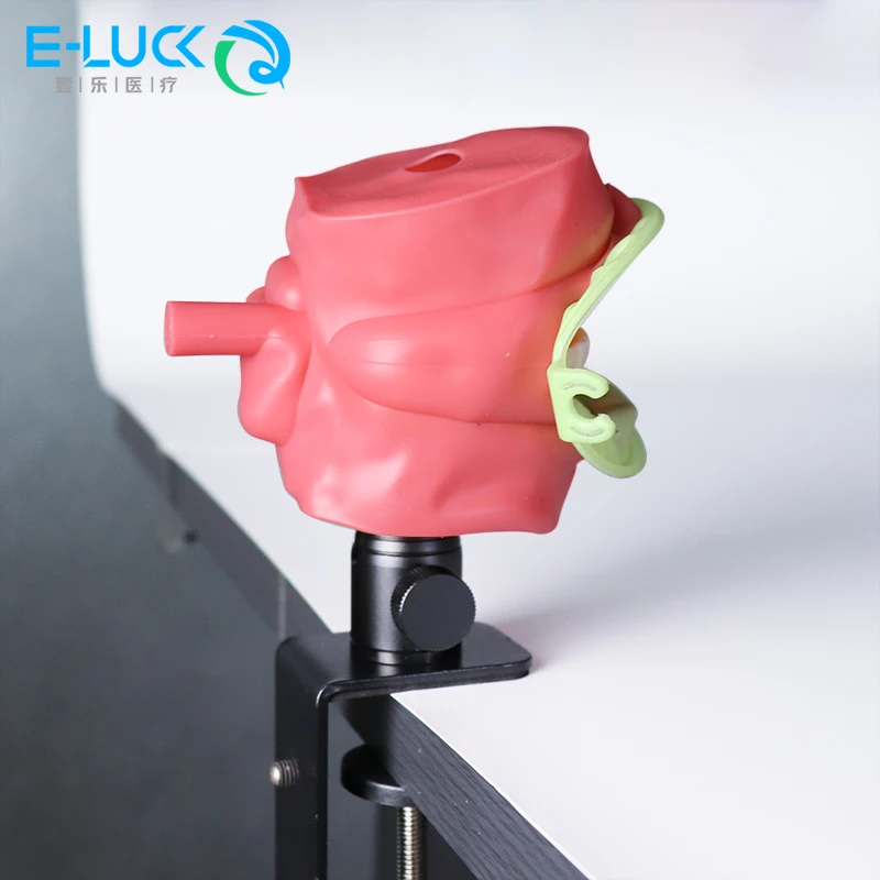 Dental Head Model Stand Manikins Phantom Model Dental Teeth Head Model Dental Teaching Clamp For Table