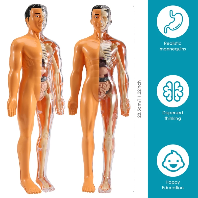 3D Human Body Anatomy Model Children Plastic DIY Skeleton Toy Science Early Learning Aids Educational Toys