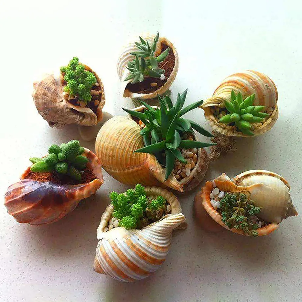 7PC Creative Conch Air Plant Flowerpot Plastic Imitation Ceramic Flower Pot Ornaments