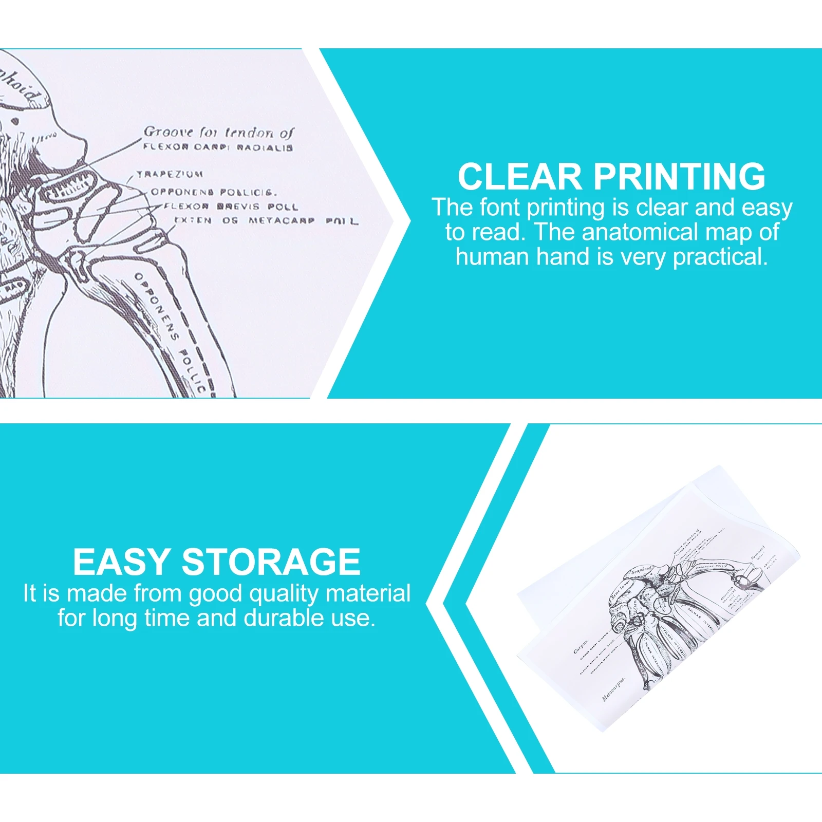 

Human Anatomy Wall Art Anatomical Drawings Poster Decorate Pictures and Physiology