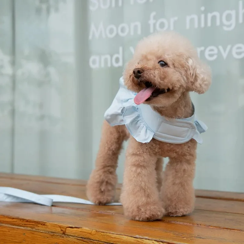 Laisse pour chien en dentelle avec sangle de poitrine, colliers pour chien, jupe SFP, Yorkshire et Schnauzer, vêtements en émail pour chat,