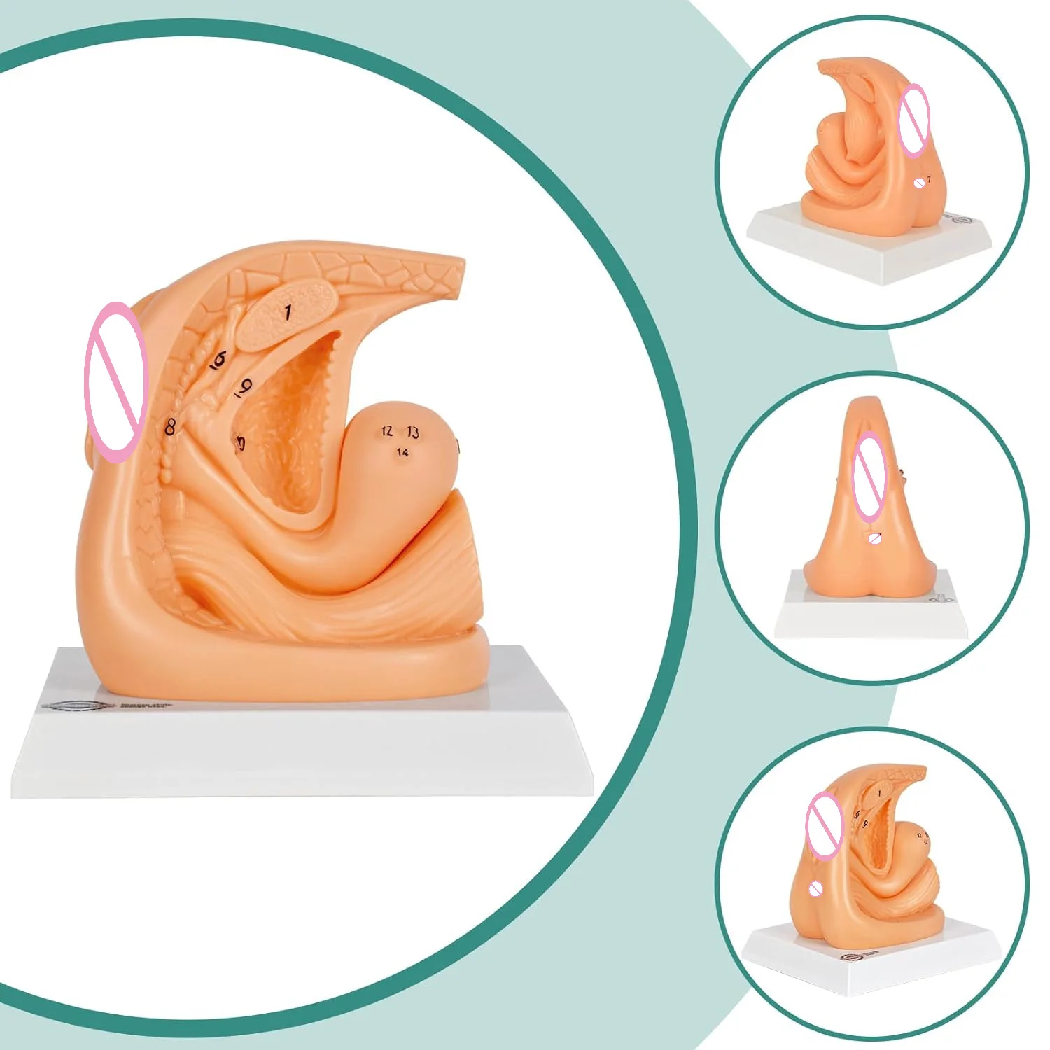 Female Catheter Insertion Practice Anatomy Model Urinary Catheterization Insertion Training for Medical Nursing Skill Education