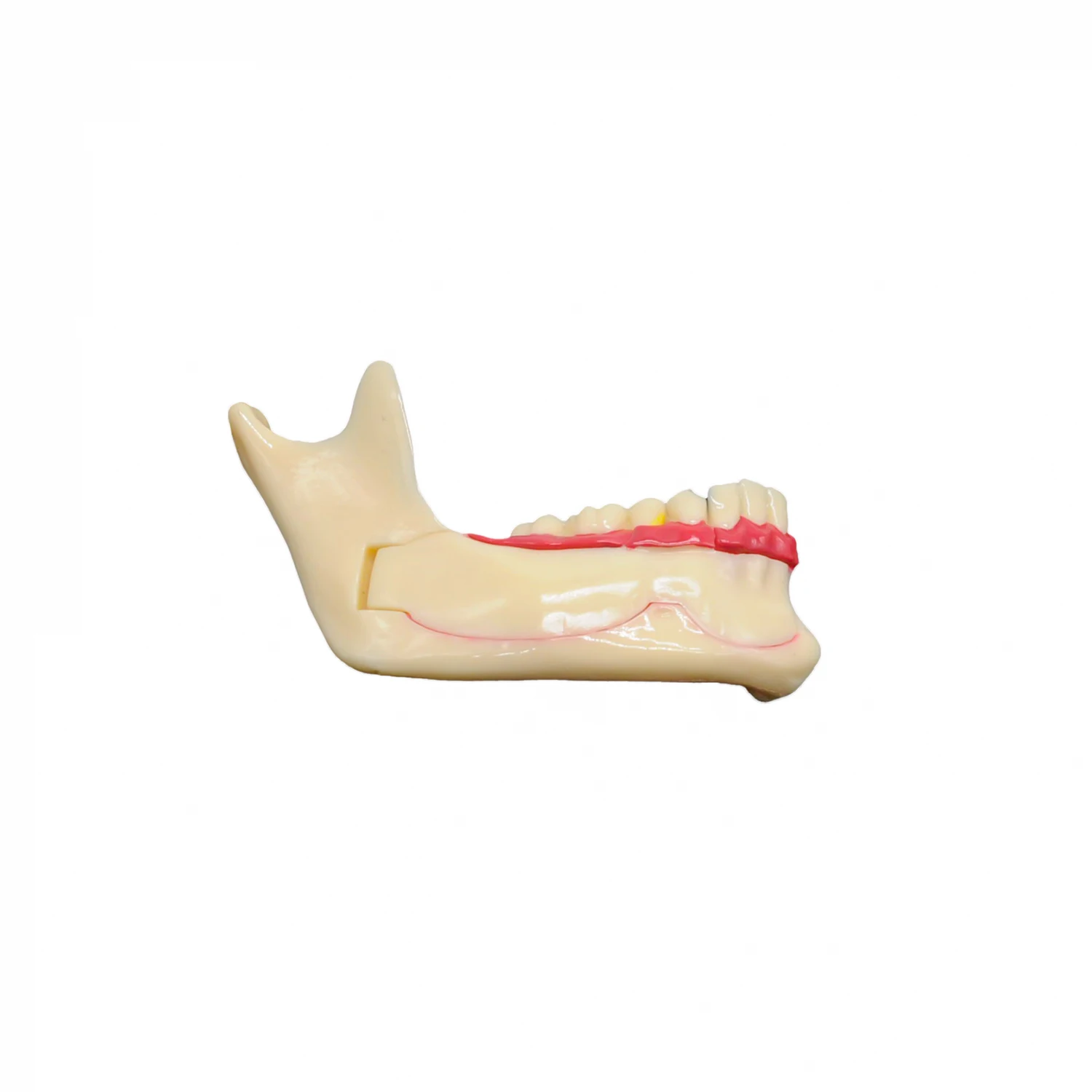 

Модель стоматологической связи Mandibular, 1 шт., модель для демонстрации зубов, анатомическое обучение пациента