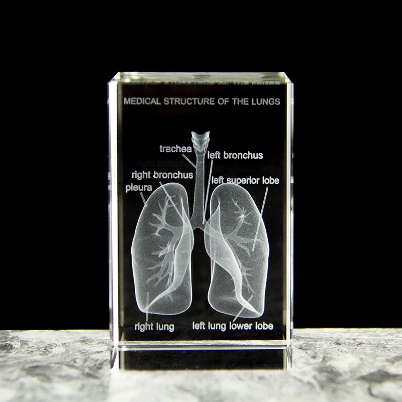 3D laser engraving crystal lung model hospital teaching props to give medical students human respiratory organ paperweights