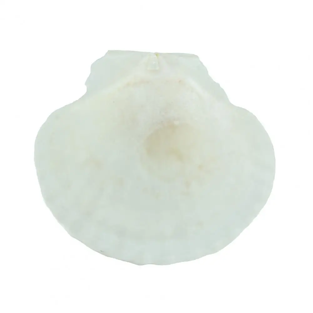 Seashell Garlands 10pcs Natural Scallop Shells Bright White Seashells for Diy Crafts Party Decor Jewelry Making Christmas