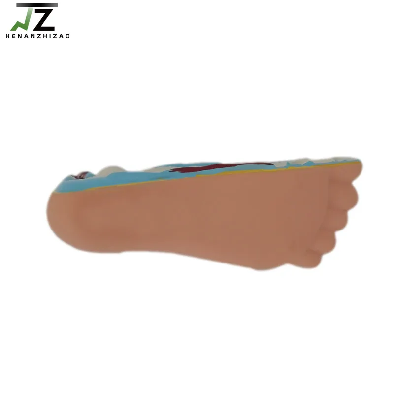 

Children's Foot Anatomy Teaching Model 4-6 Years Old