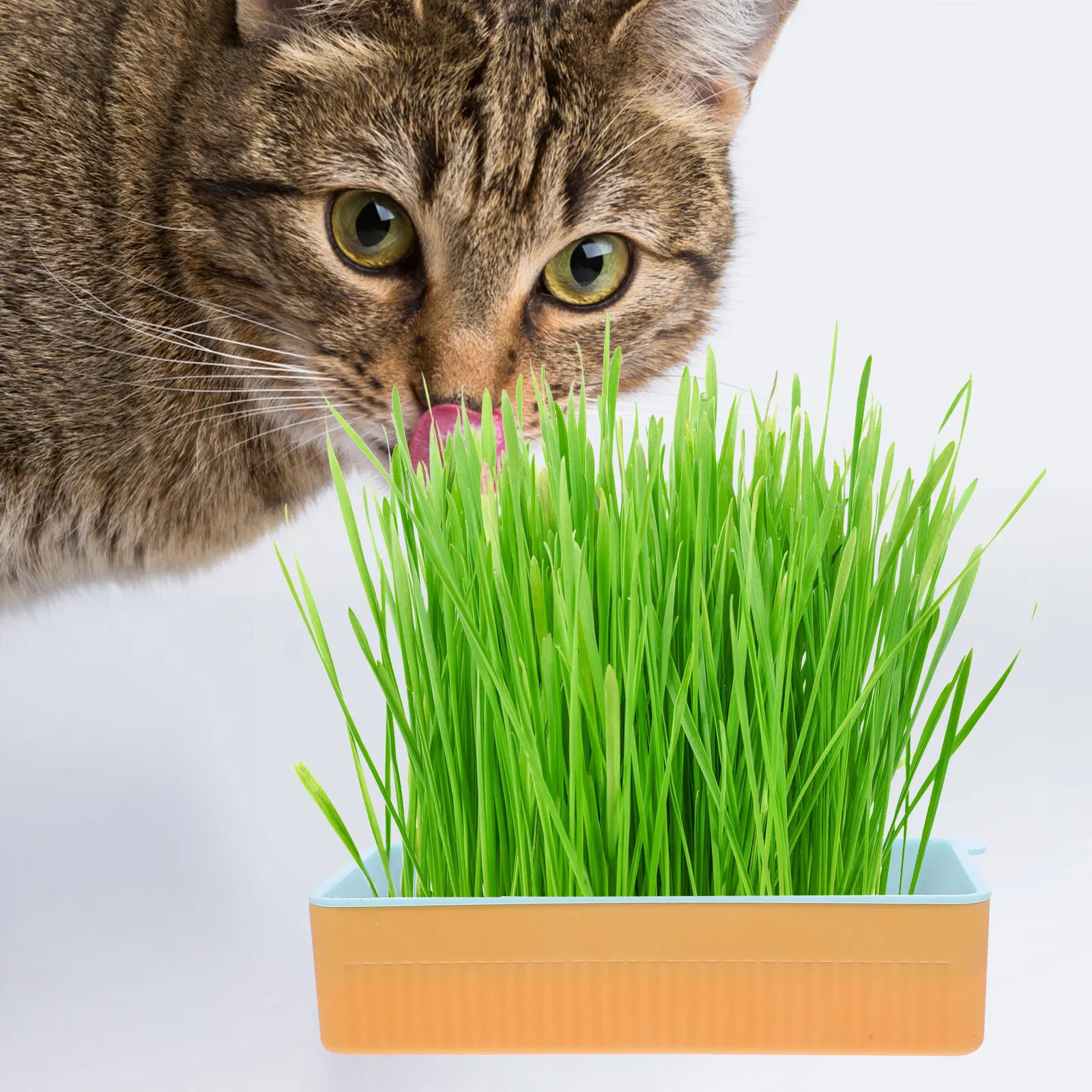 

2pcs Household Cat Grass Planter Creative Soilless Planting Box Double Layer Design Indoor Catnip Growing Kit