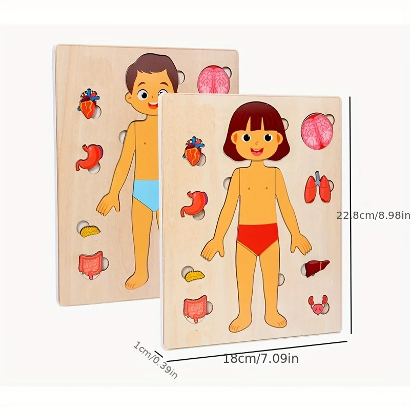 Human Body Puzzles for Kids Wooden Montessori Anatomy Puzzle Play Set Human Body Model Educational Game for Preschoolers