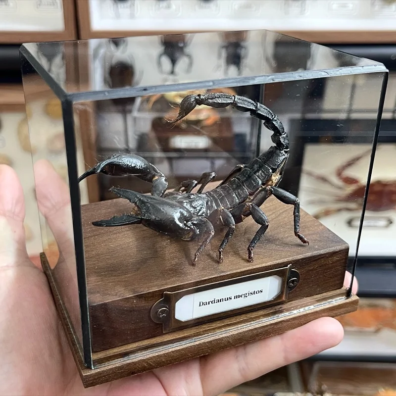 

Настоящий гиeterometrus Petersii Taxidermy, аутентичный образец черного скорпиона с ореховой витриной, домашний декор, идеальная подарочная коллекция