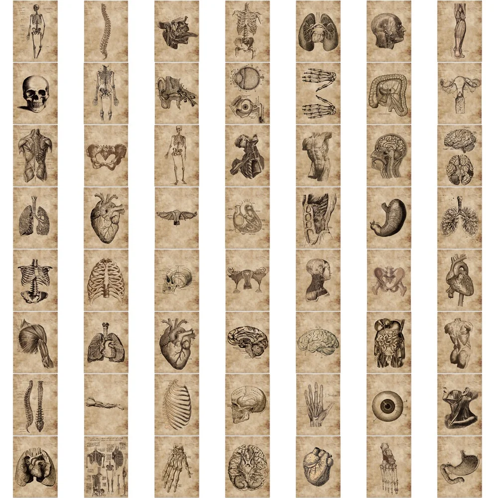 56개 인체 해부학 생리학 심장 두개골 내부 장기 스티커 해골 그래피티 스티커 블링블링스티커스 스토어