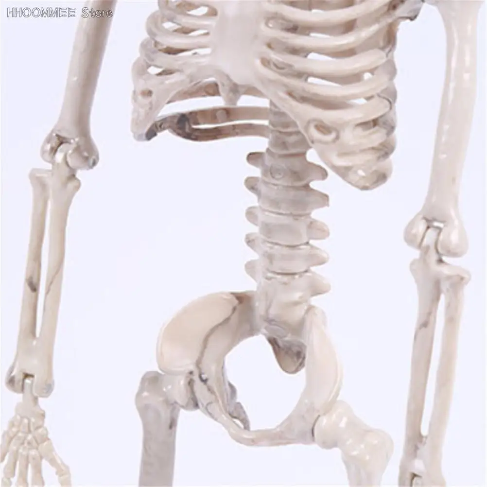 1PC 40CM Skeleton Model Wholesale Learn Aid Anatomy Art Sketch Halloween Flexible Human Anatomical Anatomy Bone