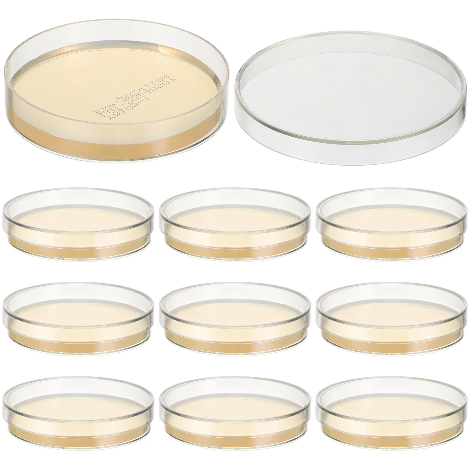 

6pcs 6 Pieces Agar Plates Pre Poured Nutrient Filled Petri Dishes Individual Transparent