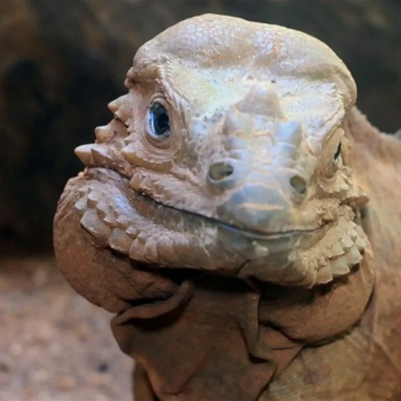 MJX 1/14 14301 14302 14303 14304 RC 자동차 부품 금속 업그레이드 유압 충격 흡수 장치