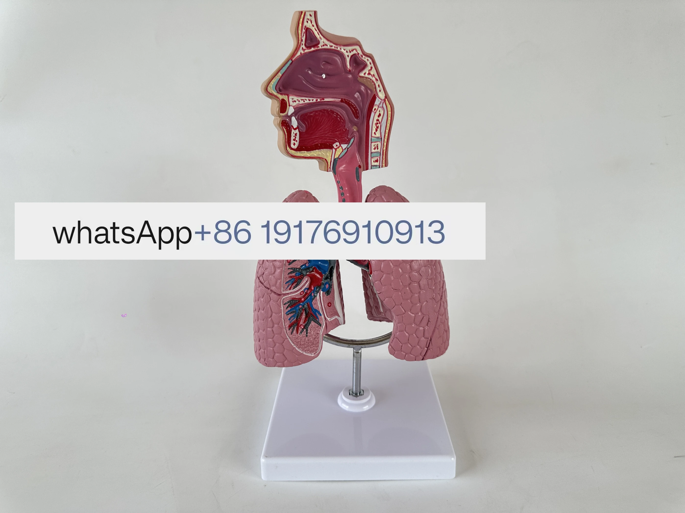 

Модель учебного оборудования, экспериментальный учебник, анатомическая модель